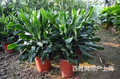 工程苗木，花卉苗木订购 - 图片 2