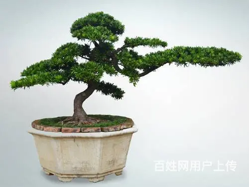 园林绿化养护施肥灭虫修剪铺草皮种树打药修剪 - 图片 1