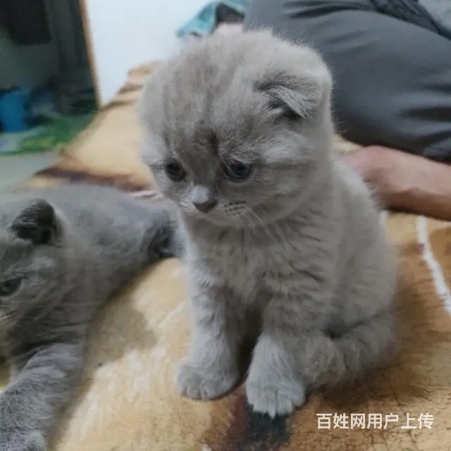 英短折耳。 - 图片 2
