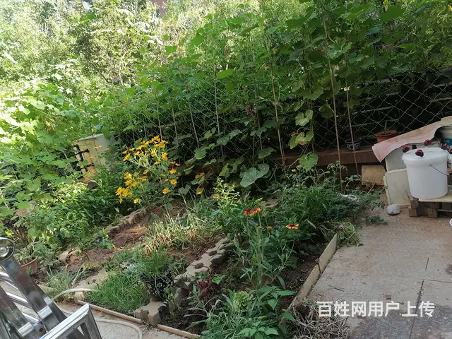 宏运一期一楼带小院80平两室通厅精装 - 图片 11