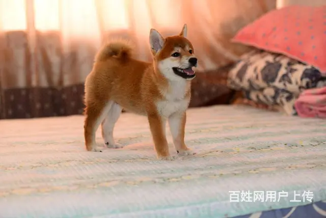 极品日系柴犬 品相好 血统纯 要的可上门挑选 - 图片 1