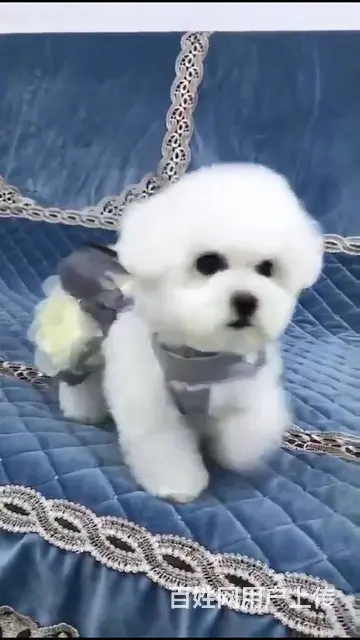 淄博活泼可爱纯种比熊幼犬宝宝血统纯正毛量丰富 - 图片 3