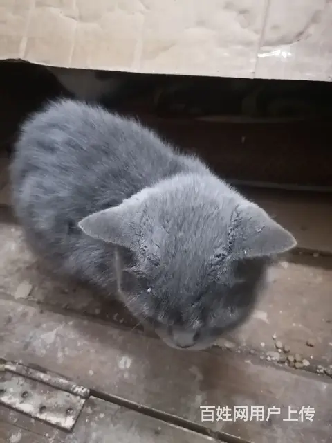 蓝猫，黑白的都有，种公潜质，种母青年期，喜欢繁殖的 - 图片 4