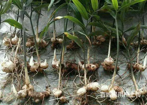 湖北百草堂黄精种植产品好，市场竞争力大创富好选择 - 图片 2