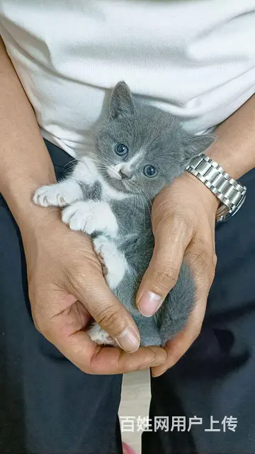 出售自家蓝白蓝猫幼崽 - 图片 2