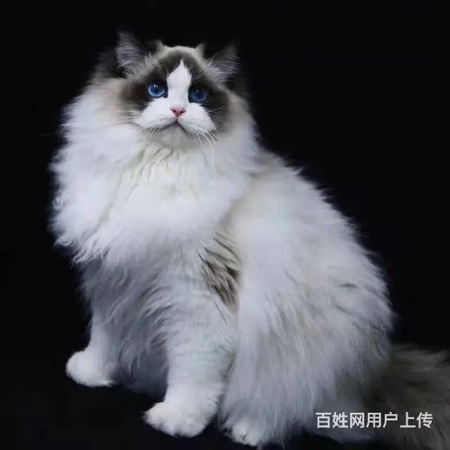 常州纯种布偶猫 保健康 自家繁育纯种 品相好 - 图片 7