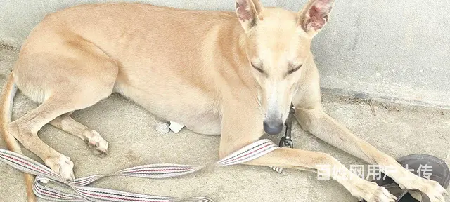 灵堤犬转让 - 图片 3