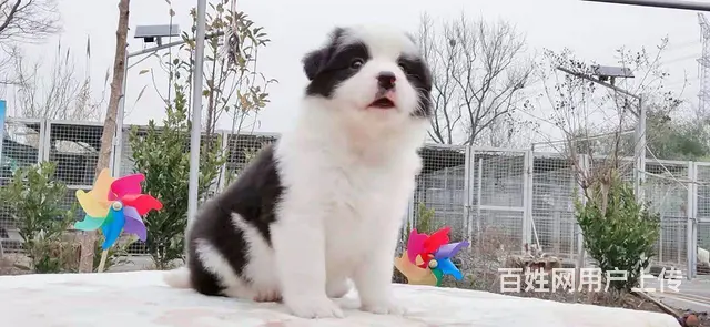 宿迁益帆边境牧羊犬犬舍，共克疫情，平安度过 - 图片 10
