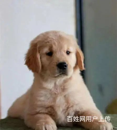 双血统金毛 签合同保纯种保健康 疫苗齐全、公母都有 - 图片 7