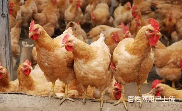 宏鸿食材配送-土鸡 - 图片 1