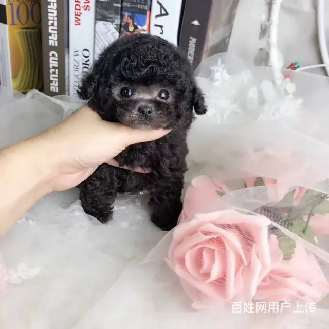 灰色泰迪熊犬 韩国引进茶杯体 质保2年送到家 - 图片 5