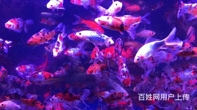 呈贡地区鱼缸清洗维修服务 - 图片 5