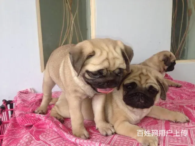 纯种巴哥犬哪里有 巴哥犬去哪里买  放心犬舍在 - 图片 4