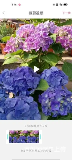 大量出售月季花草莓苗玫瑰花无尽夏绣球草花 - 图片 7