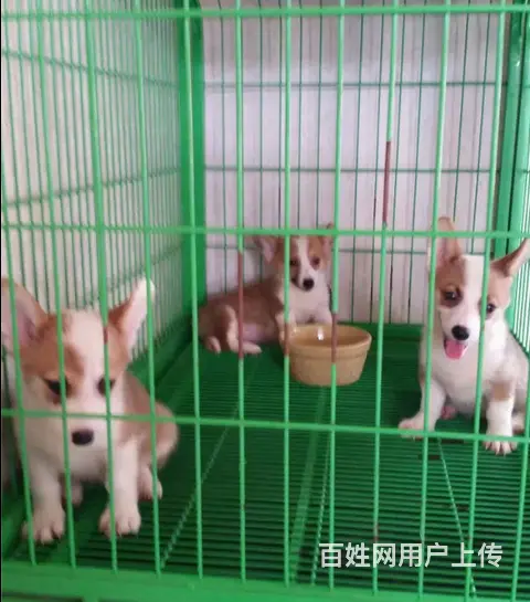 天门柯基犬舍位置 本地柯基犬舍地址在哪儿 - 图片 4