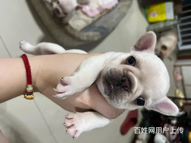 【搞定了！】自家小方体 法牛 40多天，荷兰疫苗，已驱虫。有 - 图片 4