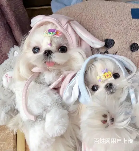 马尔济斯出售 那里有卖马尔济斯幼犬的 - 图片 9