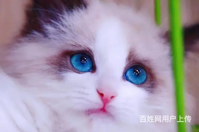 常州本地专业繁殖 蓝双 海双色布偶猫出售 保纯种健 - 图片 2