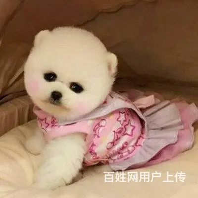 出售纯种球体博美幼犬 茶杯俊介杰宠物狗活体 - 图片 9