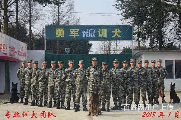 勇军宠物寄养|成都宠物寄养价格|成都寄养狗狗 - 图片 3