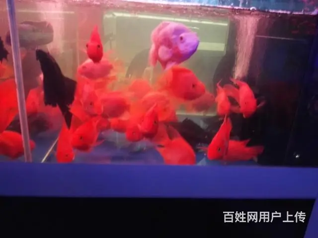 专业清理大型鱼缸，零售鱼食鱼药，鱼缸，各类观赏鱼 - 图片 12