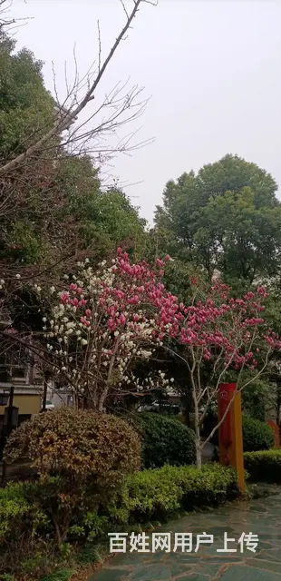 【搞定了！】提包入住，百样齐全，花园边，新装修，好楼层地铁学 - 图片 9