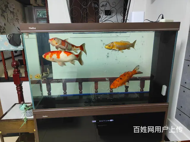 锦鲤鱼 - 图片 3