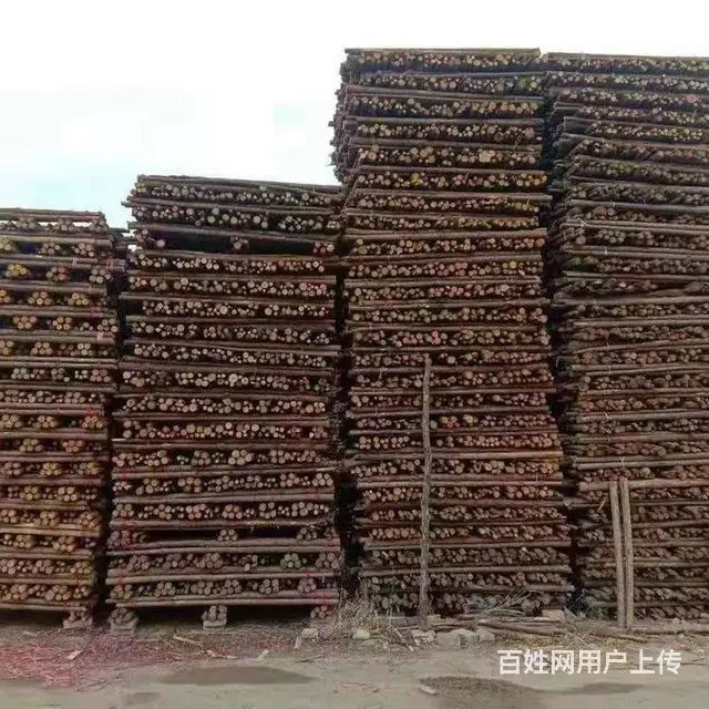 威海园林绿化杉木杆，竹杆批发现货供应_12小时送达 - 图片 3