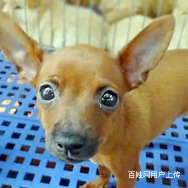 六安哪里什么地方有卖小鹿犬 小鹿犬高品质幼犬 - 图片 5