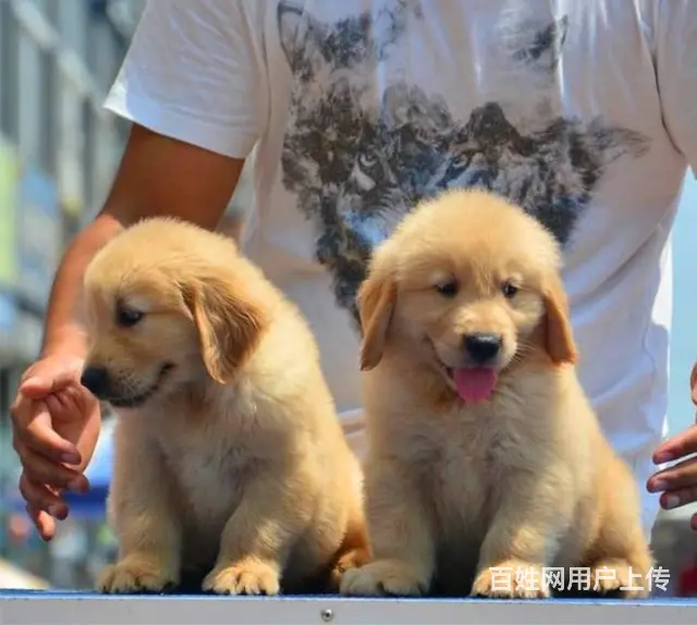 出售大骨架大头金毛犬 纯种枫叶系金毛犬价格 - 图片 1