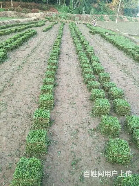 大叶油草。马尼拉草。台湾草 - 图片 2
