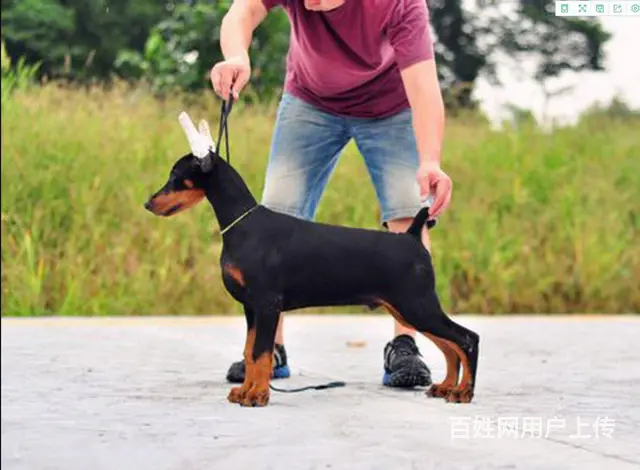 专业繁殖高品质杜宾幼犬 纯种杜宾犬多少钱 - 图片 1
