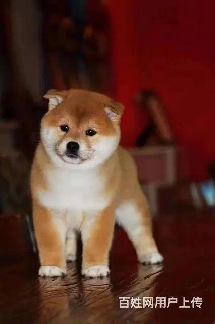 纯种日本柴犬多少钱 北京哪里有卖柴犬 纯种柴犬价格 - 图片 5