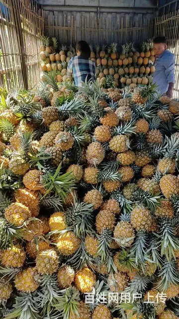 水果供应成都水果批发市场全品类水果新鲜配送上门 - 图片 1