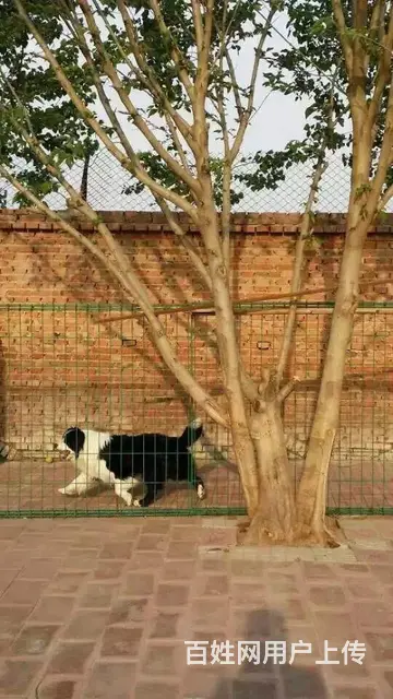 辽阳哪儿有纯种边牧出生，纯种边牧价位表 - 图片 4