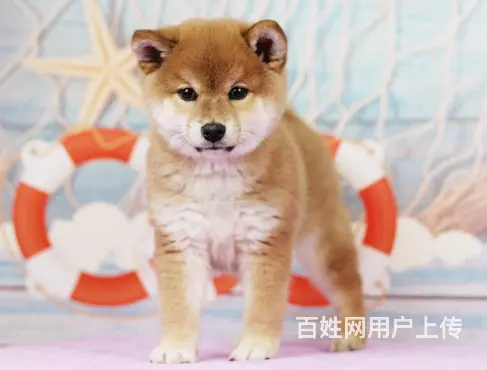 赛级双血统柴犬、纯种日本柴犬出售、同城上门送货 - 图片 5