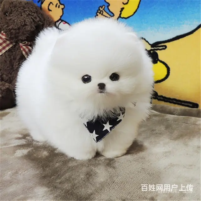 【货到付款】辽阳茶犬多少钱 茶杯犬有多重 - 图片 6