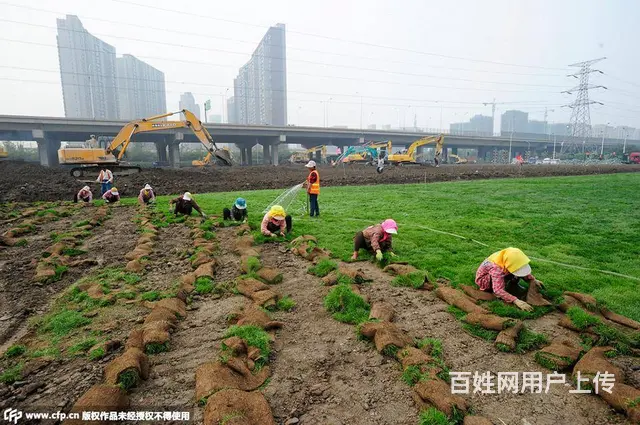 园林绿化养护施肥灭虫修剪铺草皮种树打药修剪 - 图片 5
