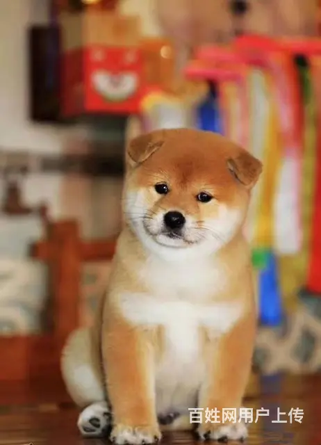 纯种日本柴犬多少钱 北京哪里有卖柴犬 纯种柴犬价格 - 图片 8