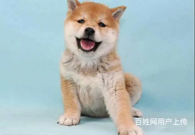 哪卖柴犬幼犬 黑色柴犬 赤红色柴犬 签协议 - 图片 10