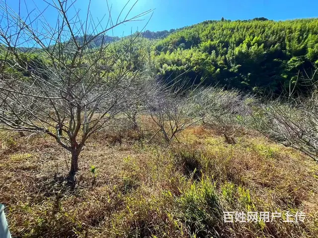 从化区良口镇旅游区溪水边3亩亩山地果园整体转让 - 图片 11