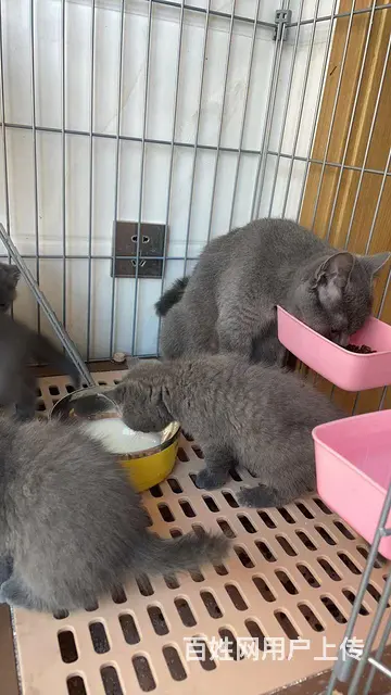 纯种蓝猫 - 图片 3