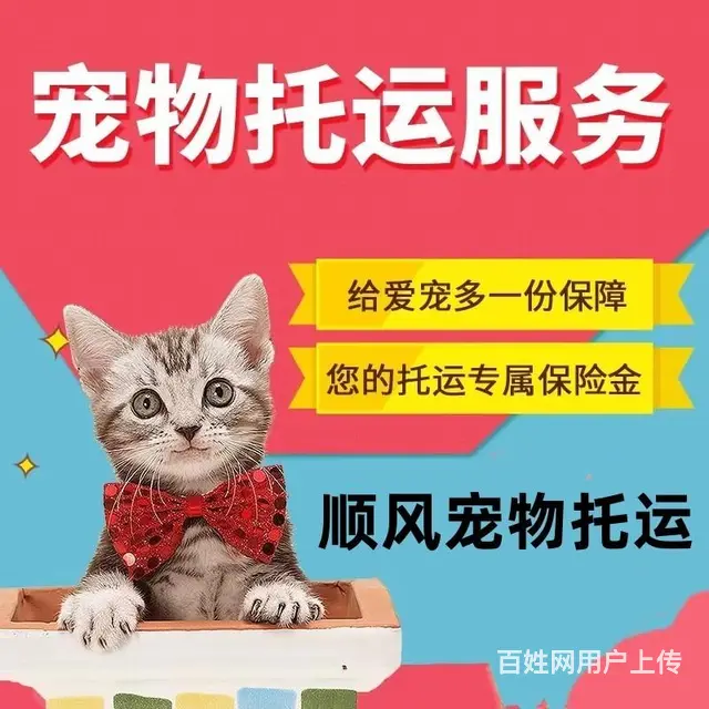 沈阳市宠物托运（猫狗）邮寄快递（2023今日 推荐运输 - 图片 1