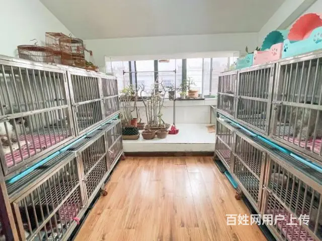 灰泰迪种公借配中徐州市家养 - 图片 5