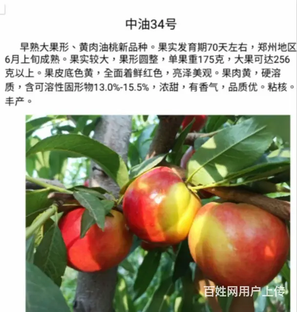 中油蟠9号桃油蟠6-21苗济宁新品种桃苗基地直销 - 图片 7