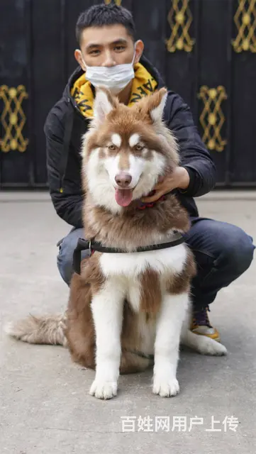 【搞定了！】免费领养阿拉斯加雪橇犬6个月犬五联驱虫洗澡可送上 - 图片 5