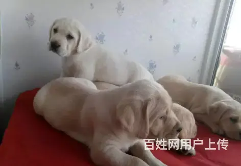 承德拉布拉多怎么卖 保健康 疫苗齐全 - 图片 3