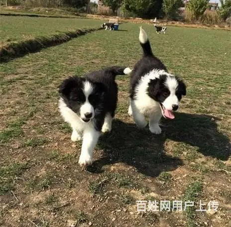 边牧 出售边境牧羊犬幼犬 疫苗三针做齐 - 图片 5