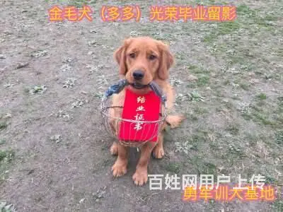 成都宠物训犬培训学校，宠物训犬基地 - 图片 1