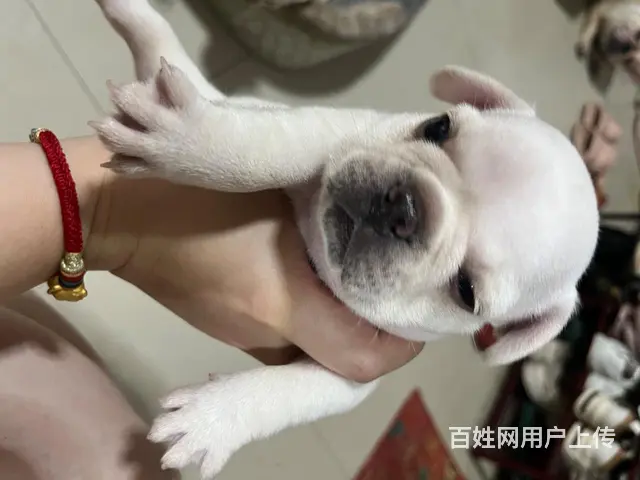 【搞定了！】自家小方体 法牛 40多天，荷兰疫苗，已驱虫。有 - 图片 3